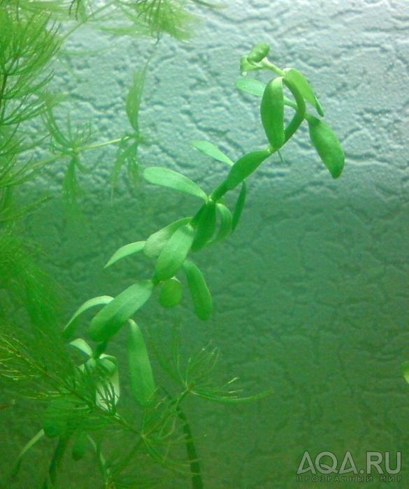 rotala sp2