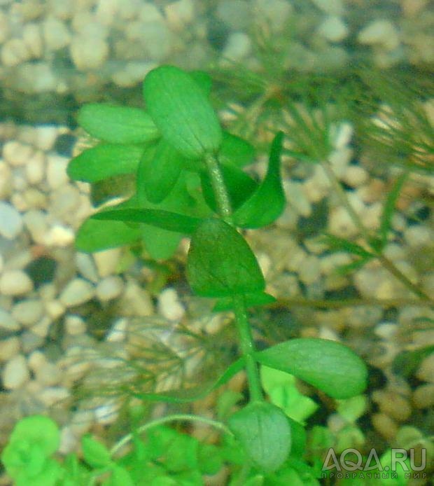 bacopa