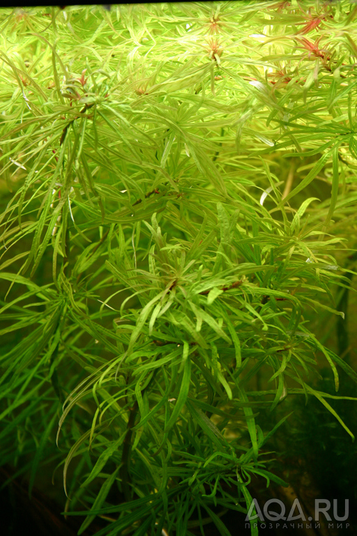 Людвигия инклината... (Ludwigia inclinata...)