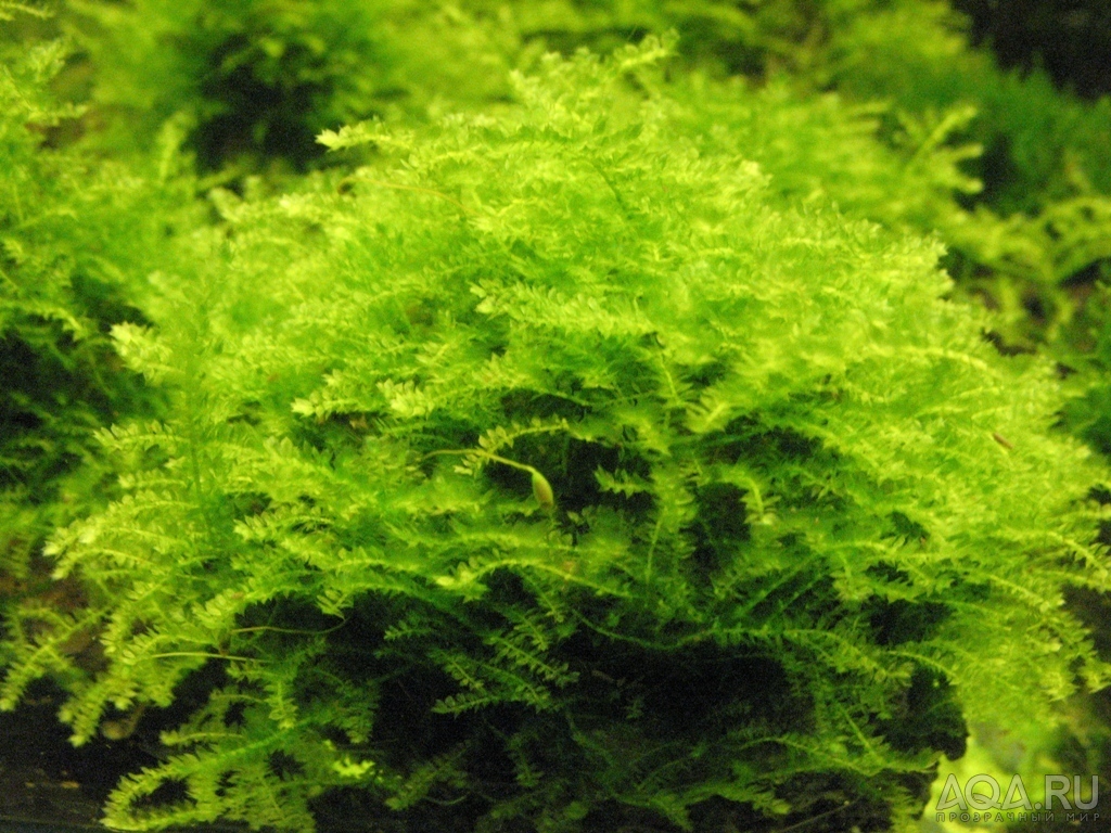 Weeping moss / Vesicularia ferriei