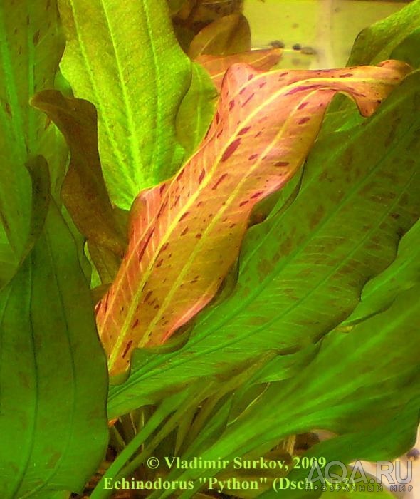Молодой лист Echinodorus 