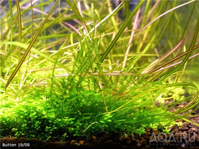 Java moss