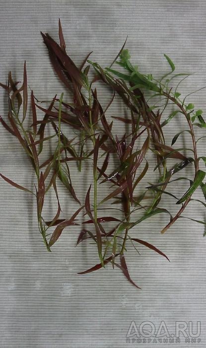 Ludwigia arcuata