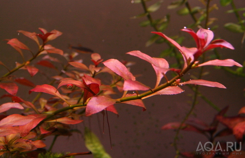 Ludwigia