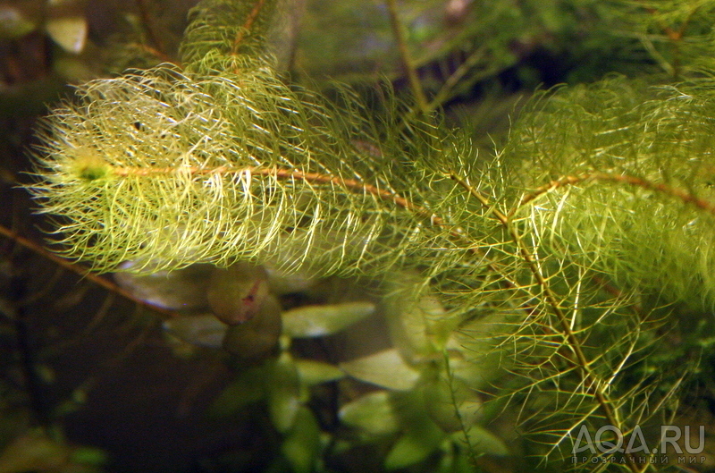 Myriophyllum