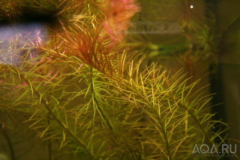 Rotala wallichii