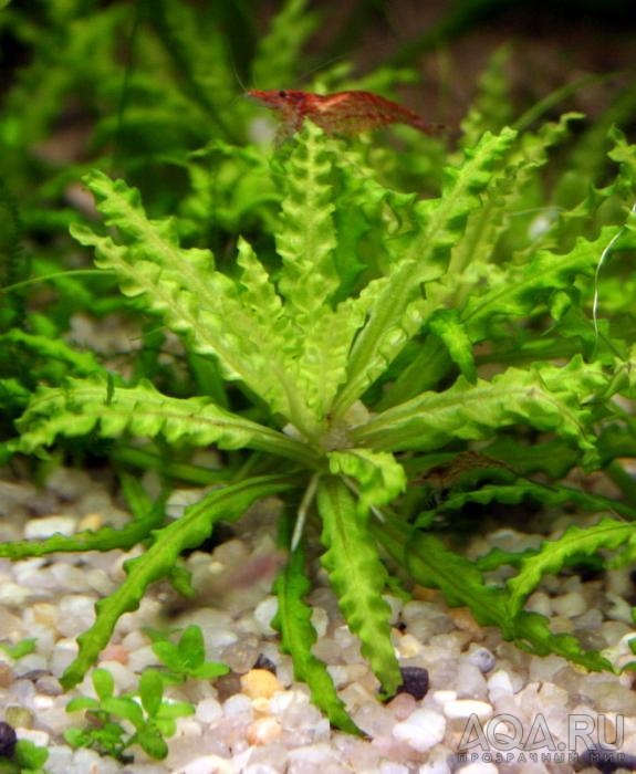 Pogostemon helferi