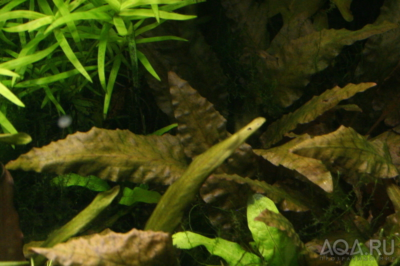 Cryptocoryne beckettii