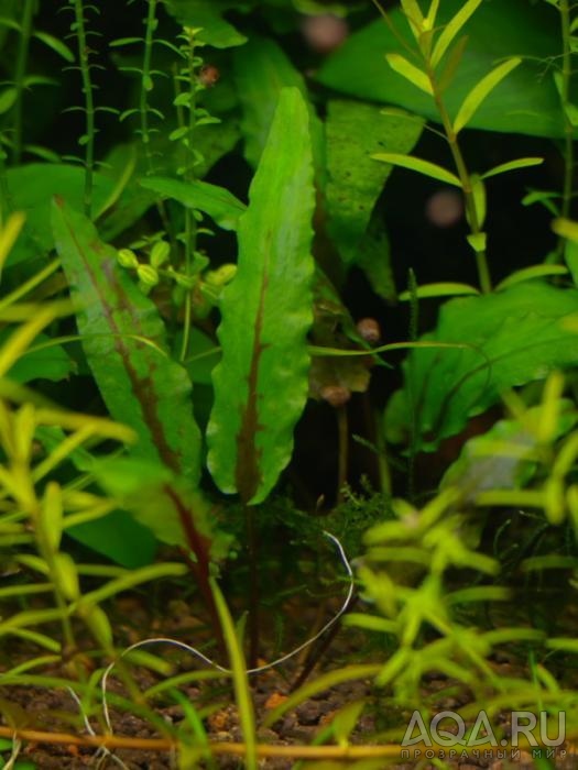 Cryptocoryne wendtii 