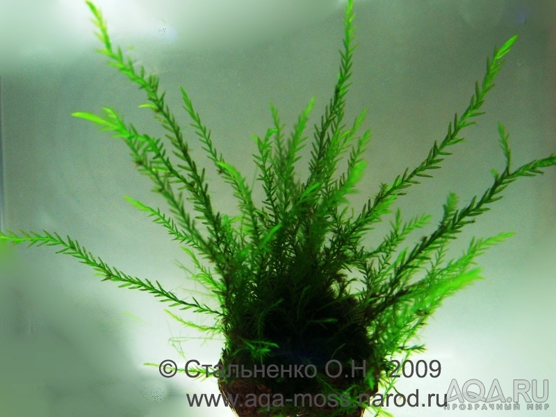 Gigant willow moss / Fontinalis antipyretica