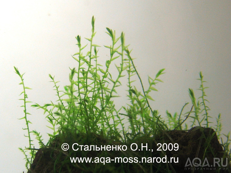 Crescend moss / Drepanocladus aduncus