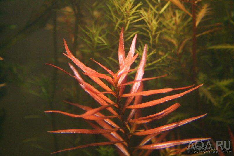 Ludwigia arcuata