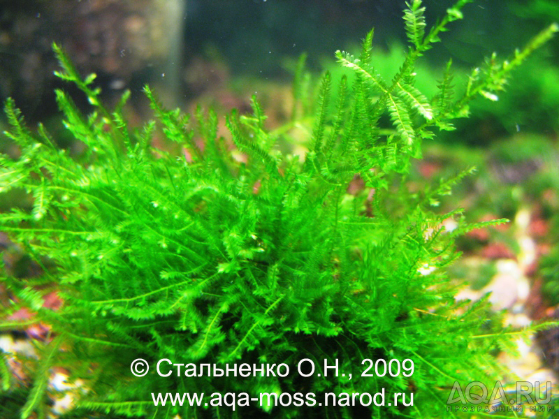 Anchor moss / Taxiphyllum sp.