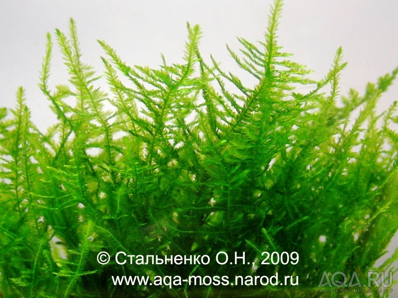 Anchor moss / Taxiphyllum sp.