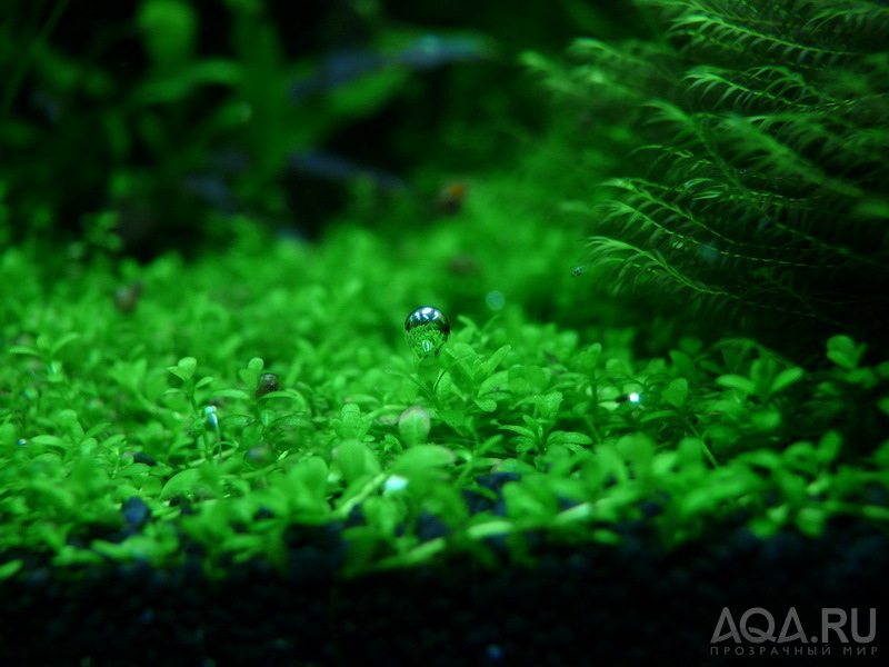 Hemianthus callitrichoides ''Cuba