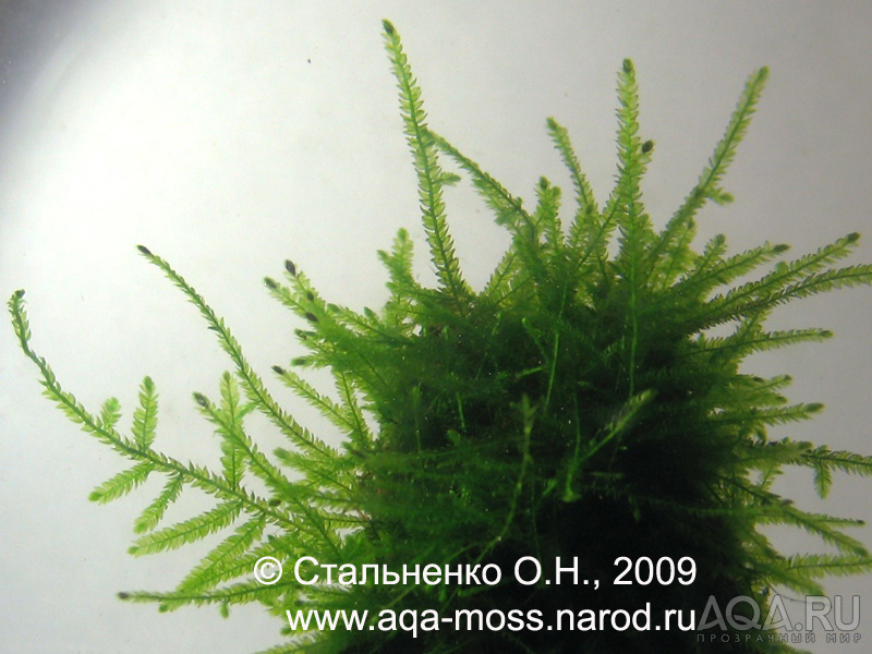 Wiror Moss / Fontinalis sp. 'japan'