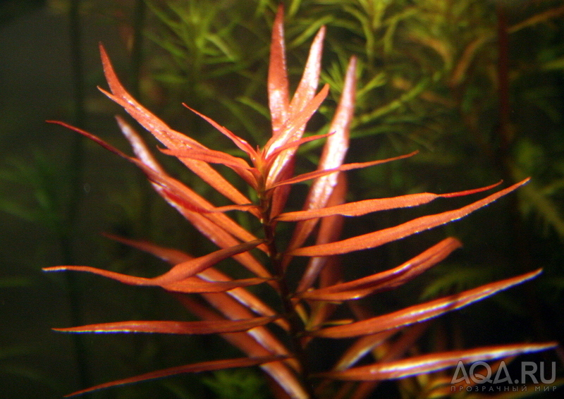 Ludwigia arcuata