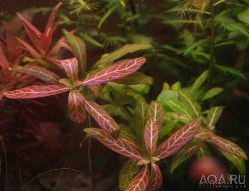 Hygrophila polysperma variegatus