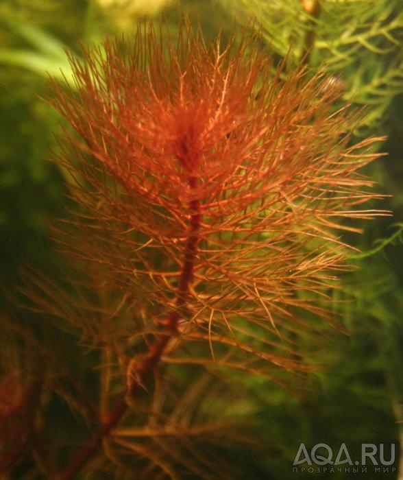 Myriophyllum red
