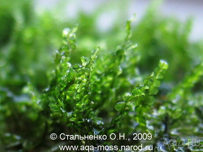 Pearl moss / Blepharostoma trichophyllum