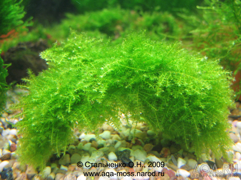 Triangle Moss / Cratoneuron filicinum