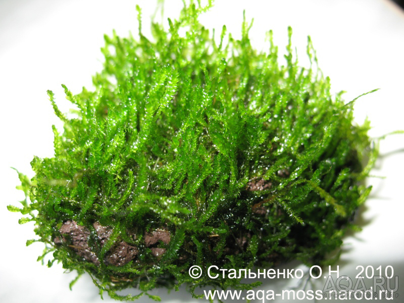 Flame Moss / Taxiphyllum sp.