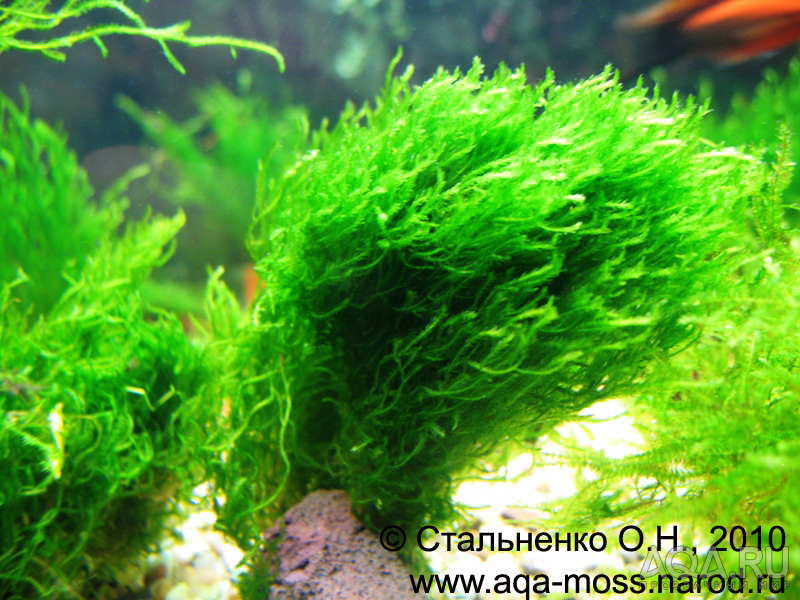 Flame Moss / Taxiphyllum sp.