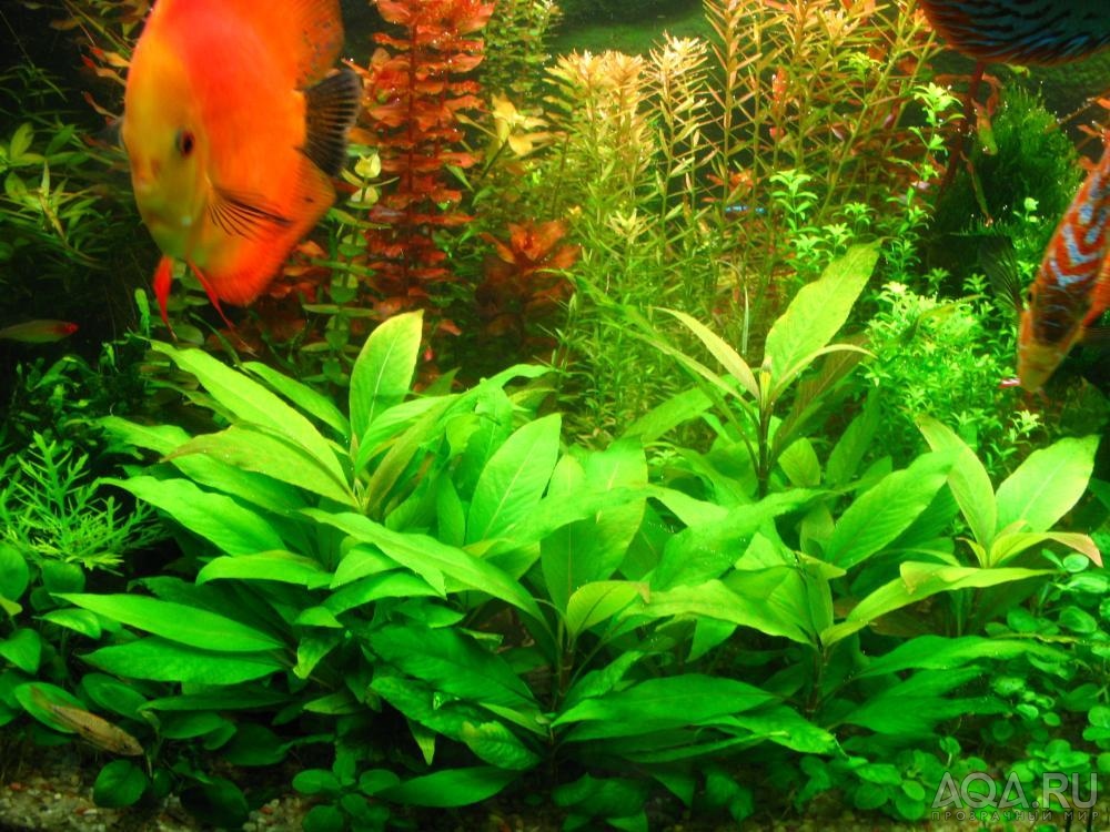 hygrophila dwarf