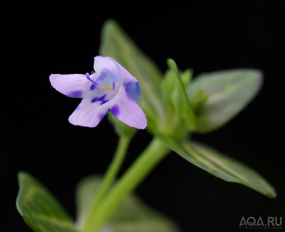 Lindernia rotundifolia (макро)