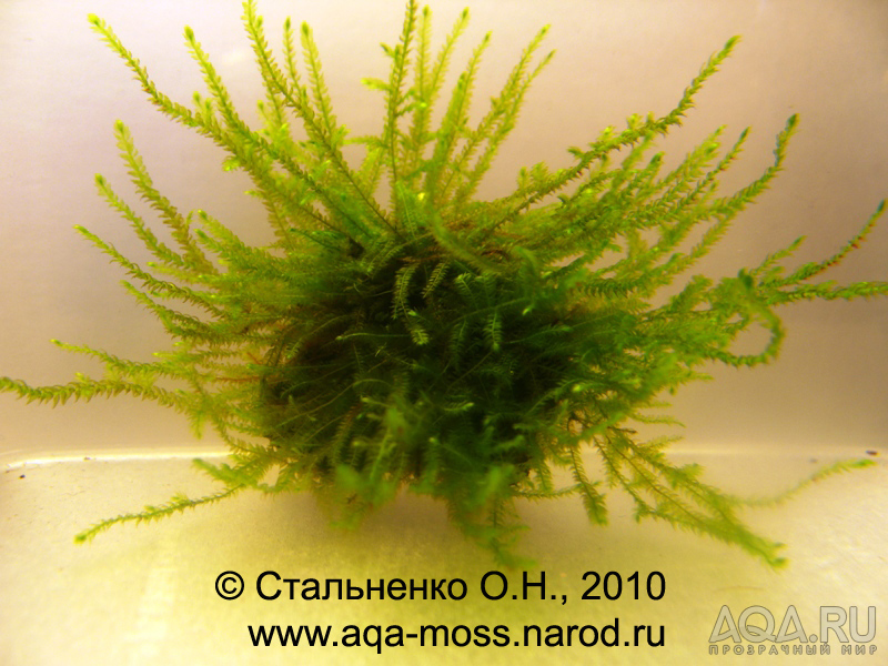 China moss / Vesicularia sp. sinensis «China»