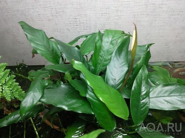 Anubias0