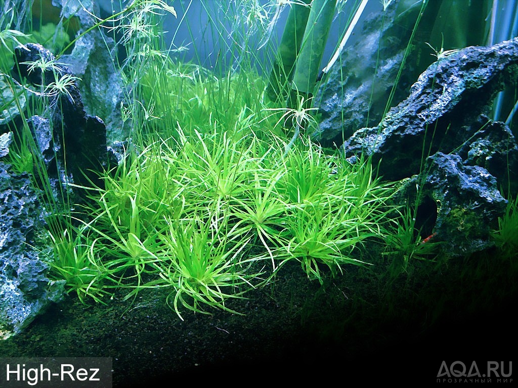 Eriocaulon sp Australia