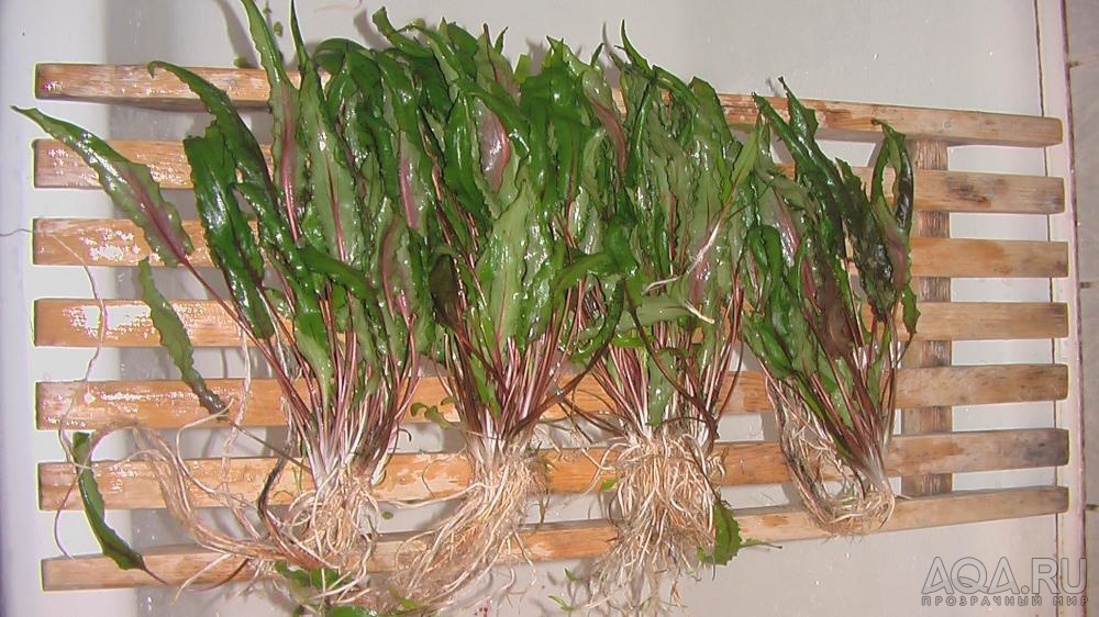 Cryptocoryne lutea, она же Криптокорина желтая, она же Криптокорина гамбургская