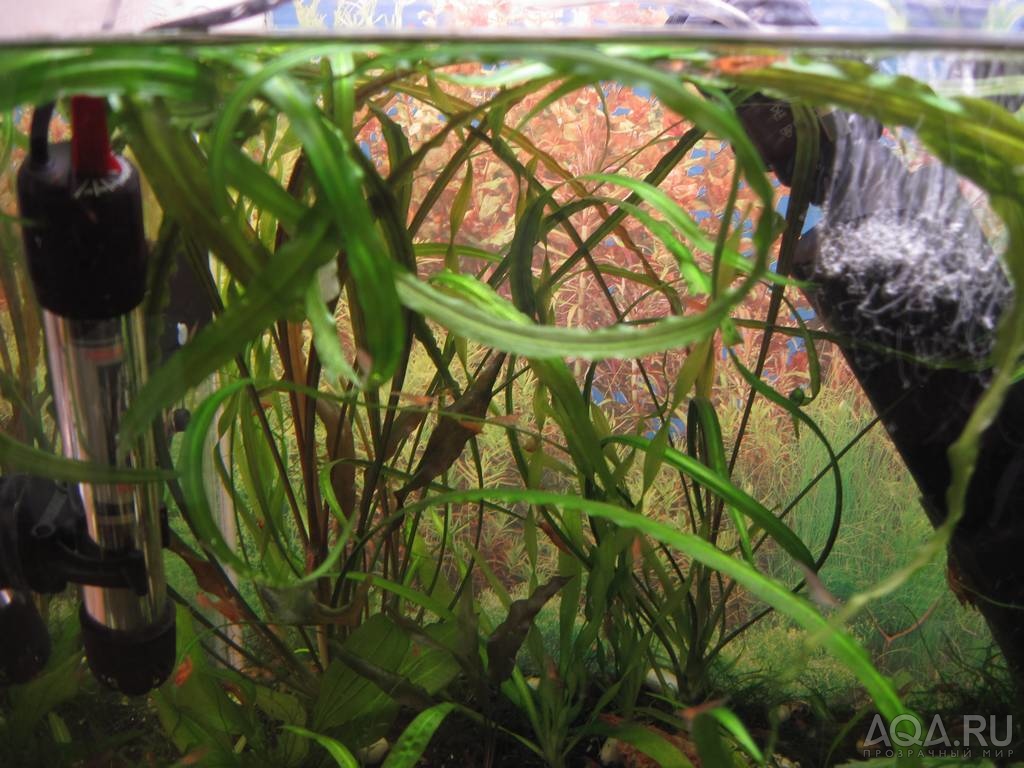 Cryptocoryne retrospiralis(???)