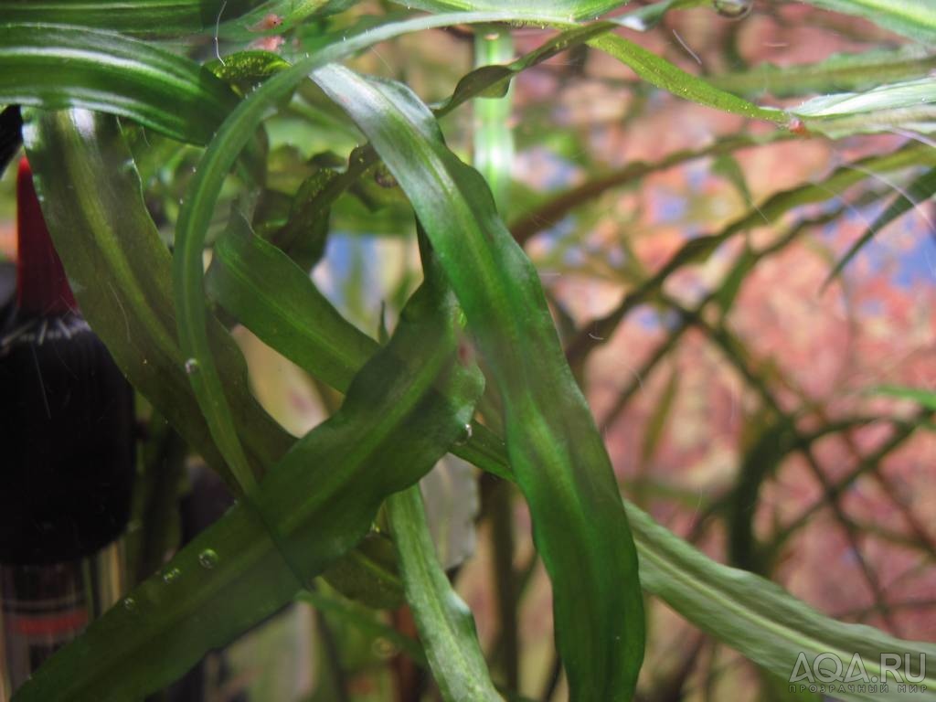 Cryptocoryne retrospiralis(???)