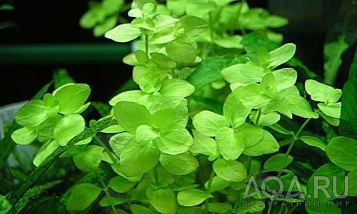 Bacopa australis