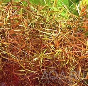 Ludwigia arcuata 