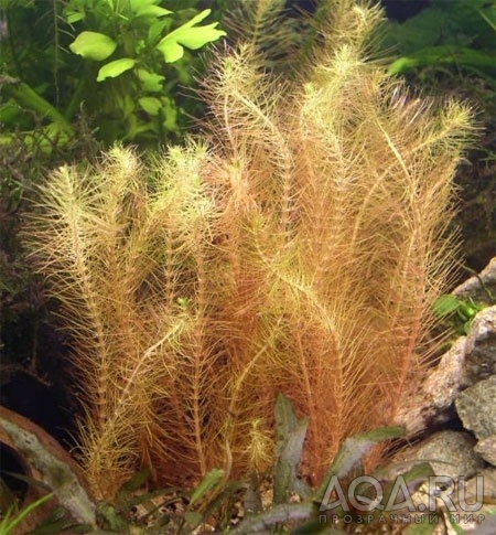 Rotala wallichii 