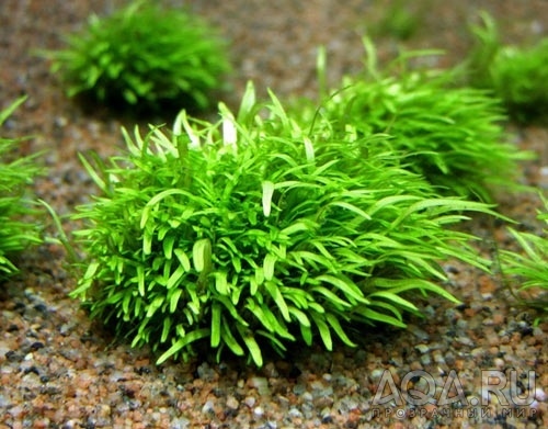 Utricularia graminifolia