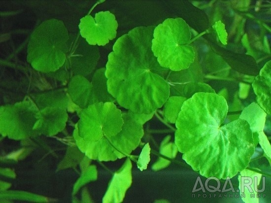 Hydrocotyle leucocephala