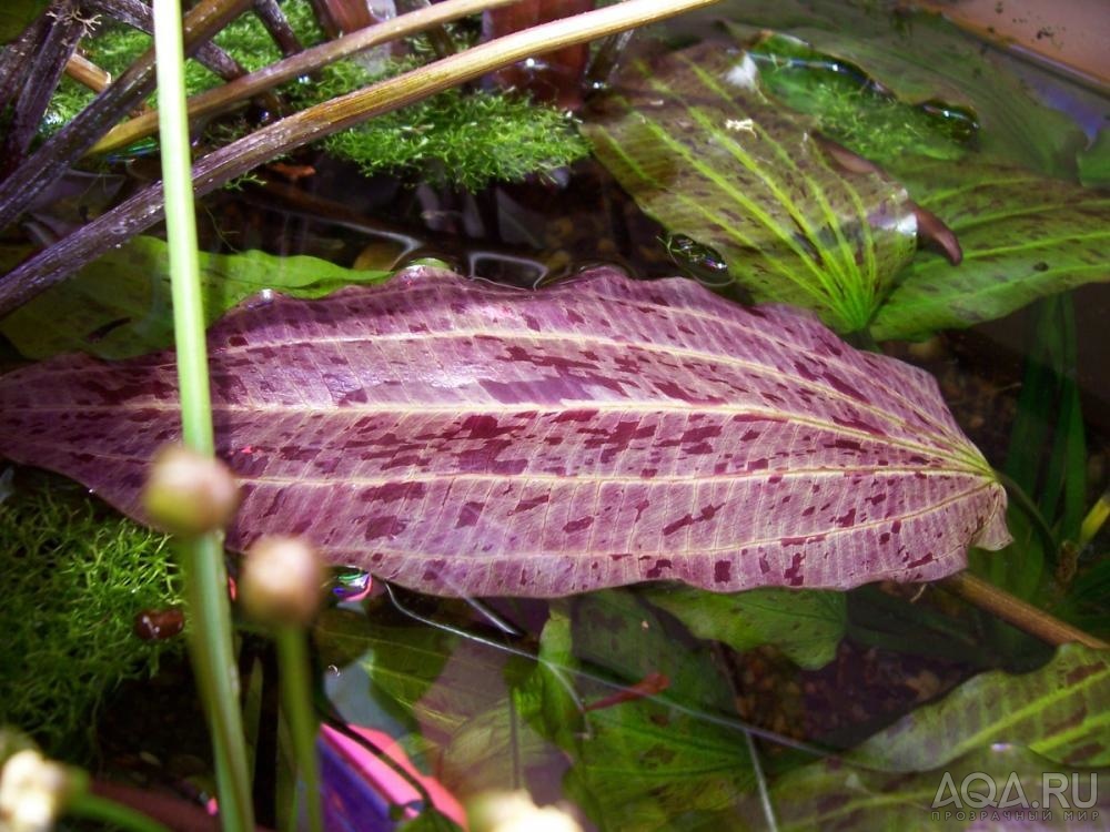 echinodorus Филиппова 