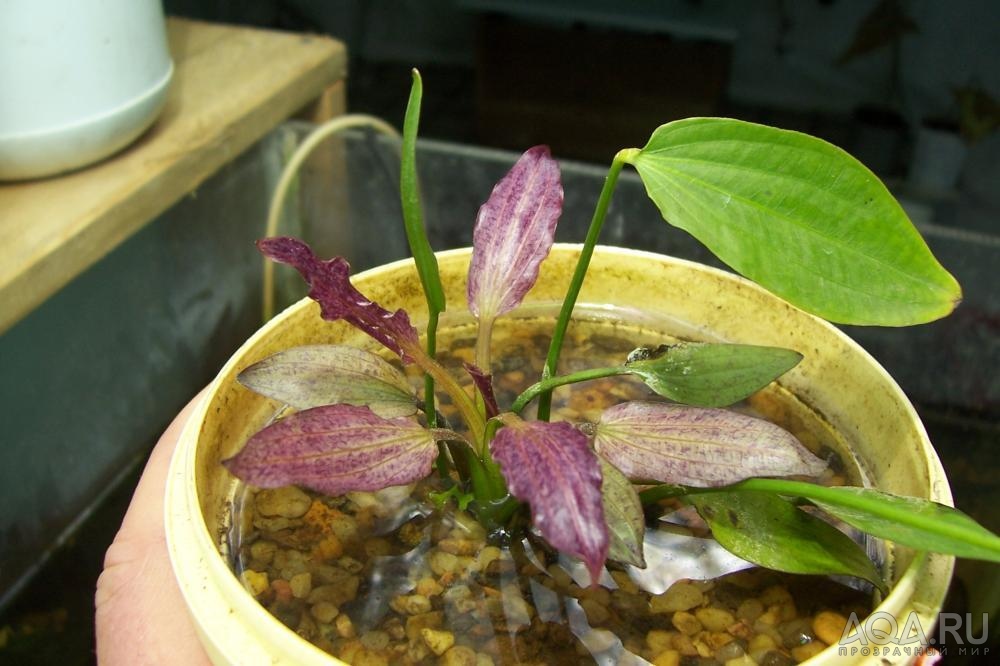 echinodorus Филиппова 