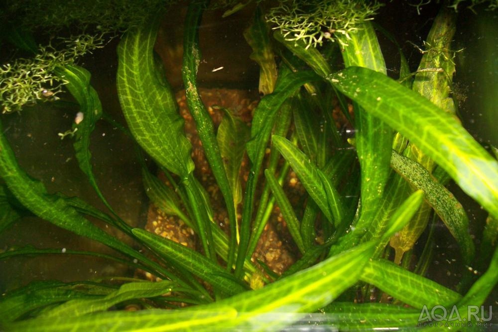 echinodorus berteroi