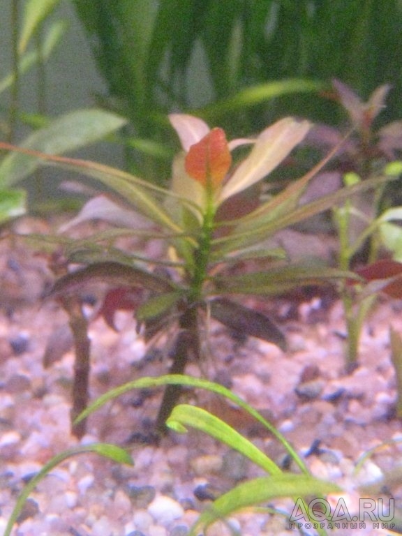 Alternanthera reineckii через месяц