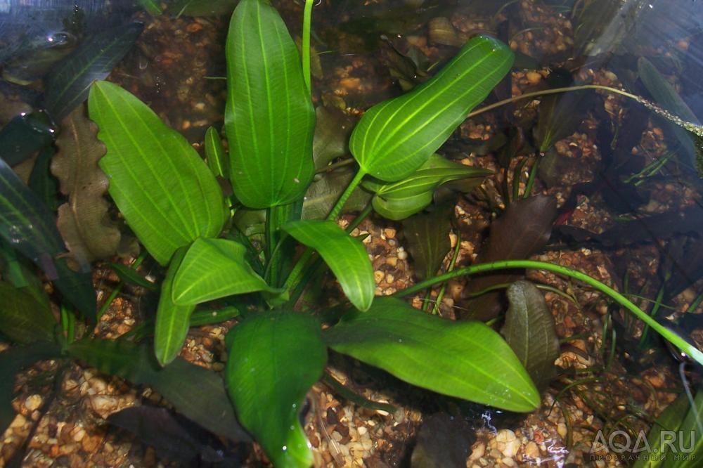 echinodorus Филиппова 