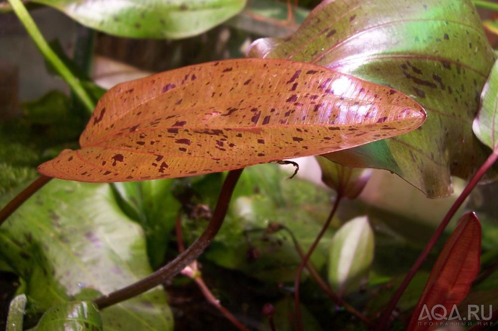 echinodorus 