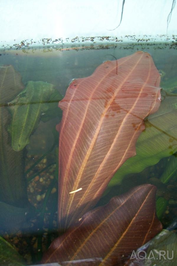 echinodorus 