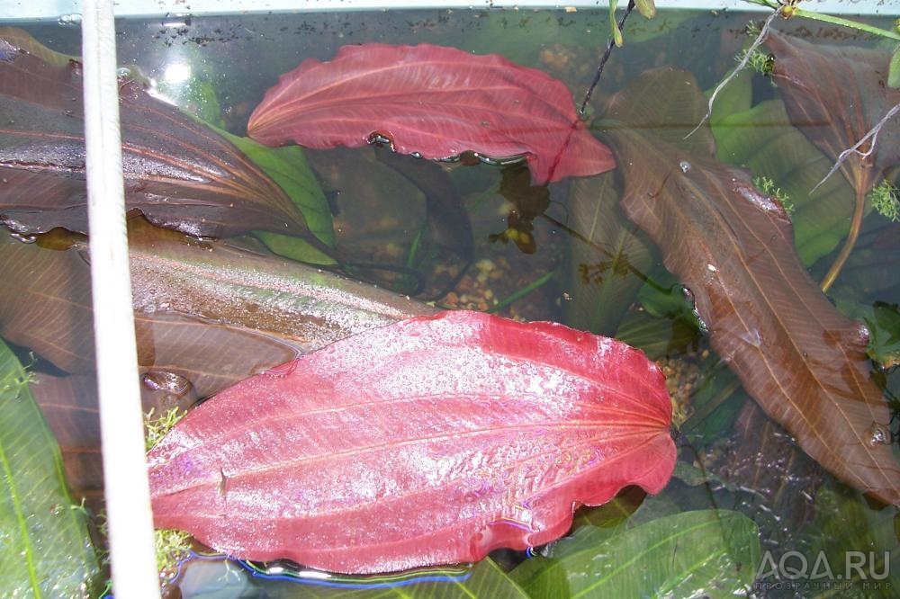 echinodorus 