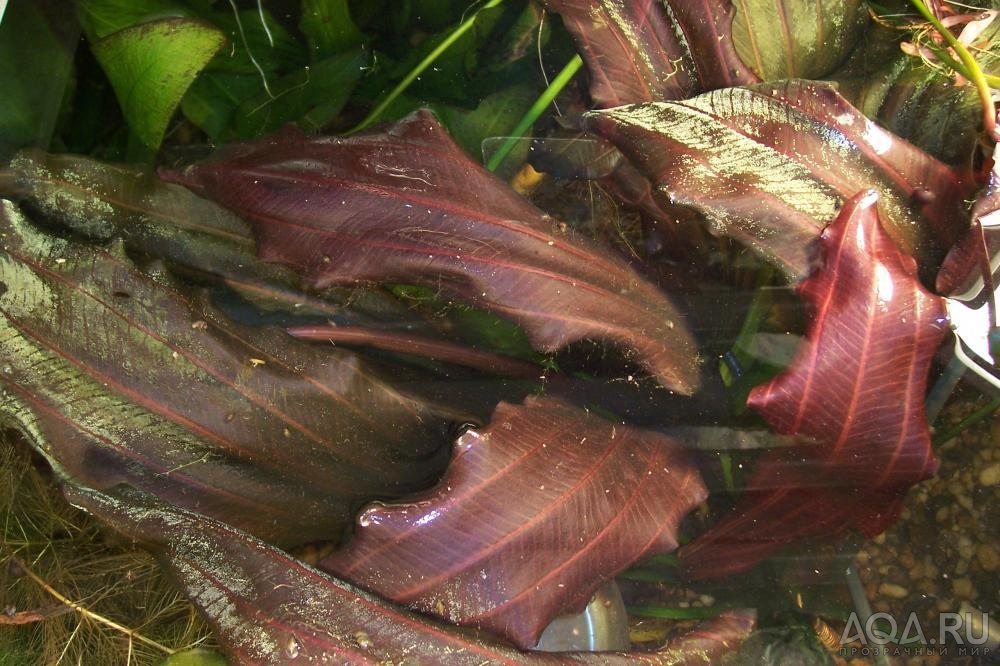 echinodorus 