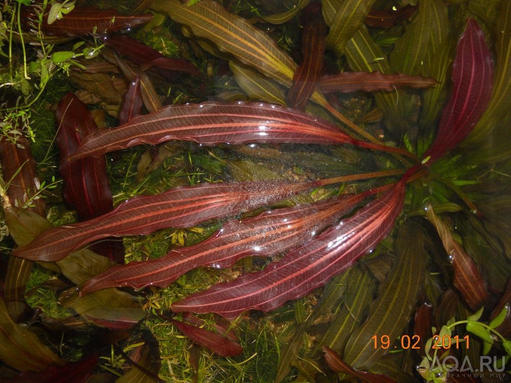 echinodorus Филиппова 